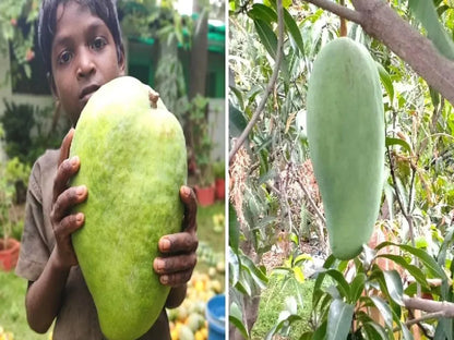 Hybrid Noorjahan Mango Fruit  plant - Naturemart.in