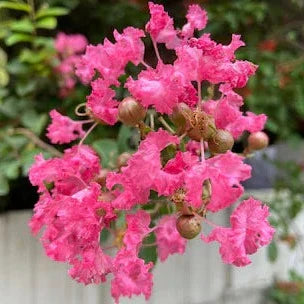 Furush Flowers Plant (Pink Colour) - Naturemart.in