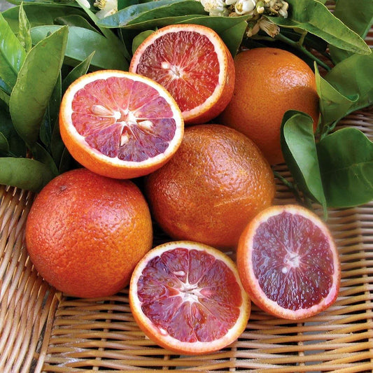 Red Malta Orange Plant (Grafted) - Naturemart.in