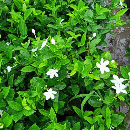 Bhutan Tagar Flower plant White colour - Naturemart.in
