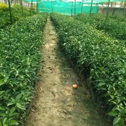 Nagpur Orange Fruit  Plant-Grafted - Naturemart.in