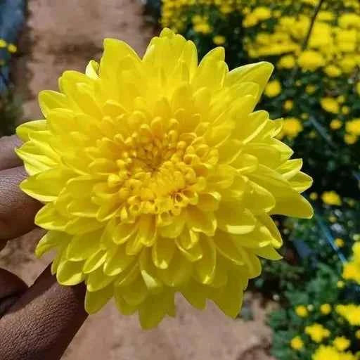 Chrysanthemum Flower Plant (Chandramallika) - Pack of 1