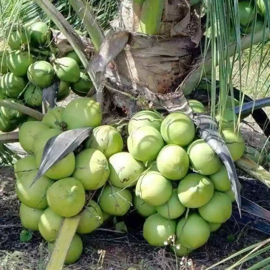 Kalpa Sankara Coconut Fruit Tree - Naturemart.in