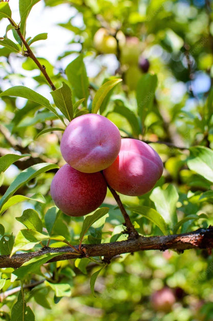 Hybrid Alubukhra- Grafting Fruit Plant - Naturemart.in