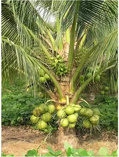 Kalpa Sankara Coconut Fruit Tree - Naturemart.in