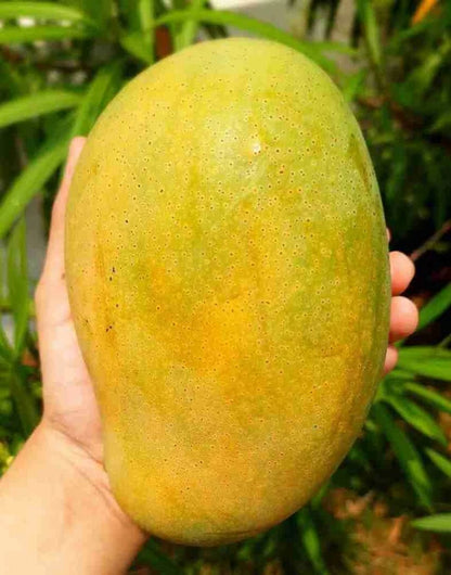 Hybrid Noorjahan Mango Fruit  plant - Naturemart.in