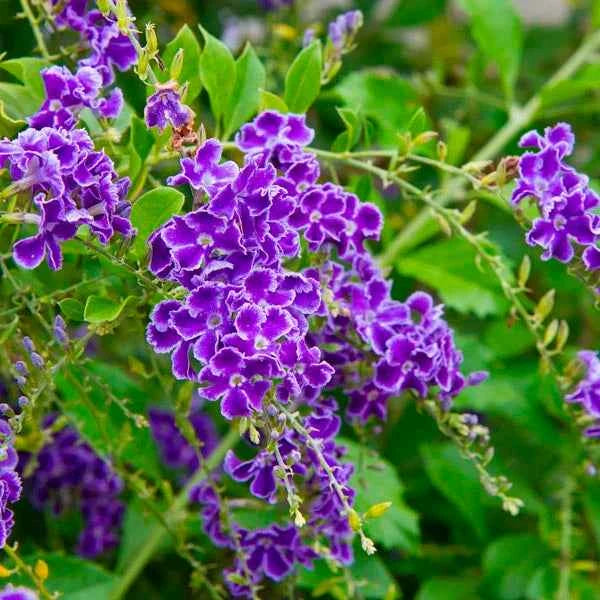 Duranta erecta (Sky Flower) Dwarf Flower Plant