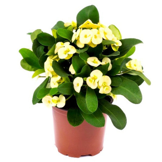Hybrid Euphorbia Flowers Plant (Yellow) - Naturemart.in