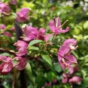 Tanglong Pink Bougainvillea flower plant