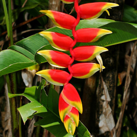 Hybrid Heliconia Rostrata Flowering Plants - Naturemart.in