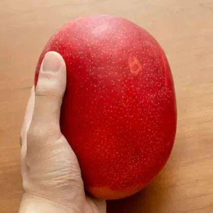Japanese Miyazaki Mango Grafted Plant - Naturemart.in