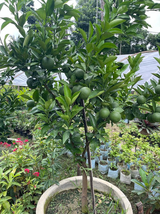 Mandarin Orange Fruit  Plant-Grafted - Naturemart.in