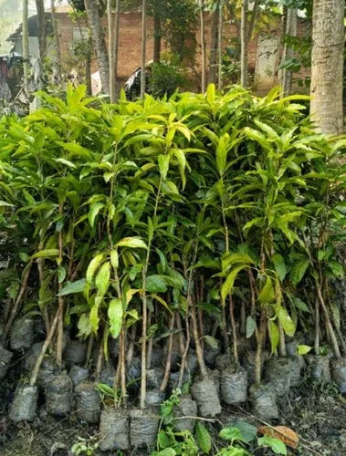 Gulab Khas Mango Plant (Grafted) - Naturemart.in