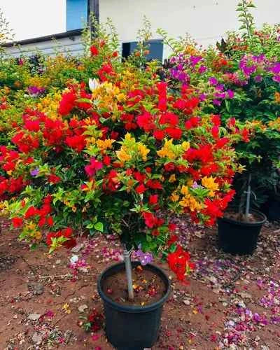 Multigrafted Bougainvillea Plant for Gardening
