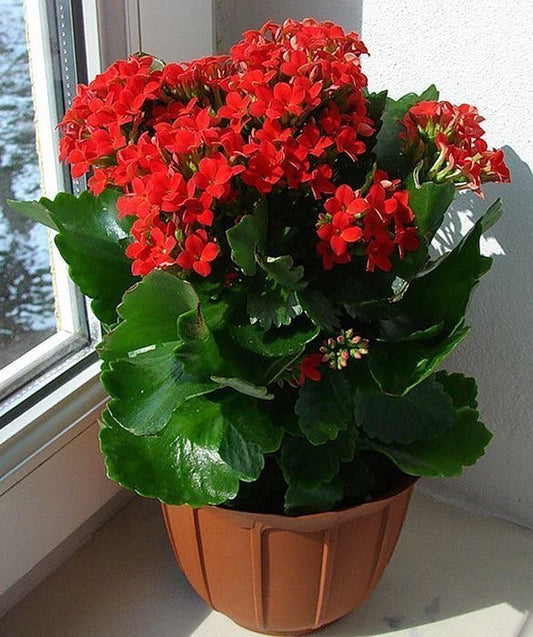Florist Kalanchoe Flowers Plants (Red) - Naturemart.in