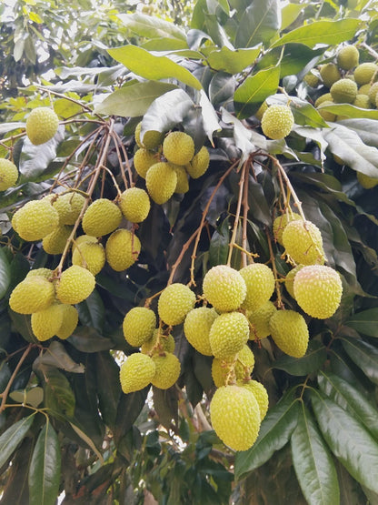 Litchi Fruit Plant (Air Layered) - Naturemart.in
