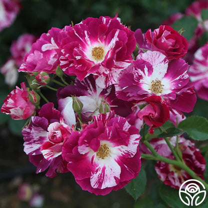 Climbing Rose Flower Plants(Purple And White) - Naturemart.in