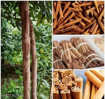 Cinnamon Live plant For Gardening(Dalchini) - Naturemart.in