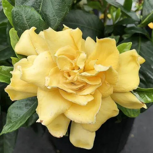 Yellow Jasmine Rose Flower -Fragrant Plants - Naturemart.in