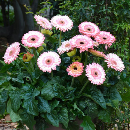 Gerbera  Perennial Flower Plant (white shed) - Naturemart.in