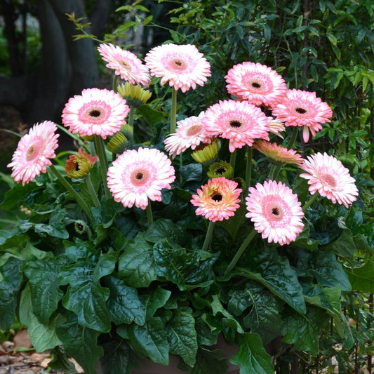Gerbera  Perennial Flower Plant (white shed) - Naturemart.in