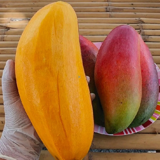 Ivory Red Grafted Mango Plant - Naturemart.in