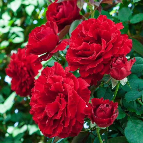 Climbing Rose Flower Plants (Red) - Naturemart.in