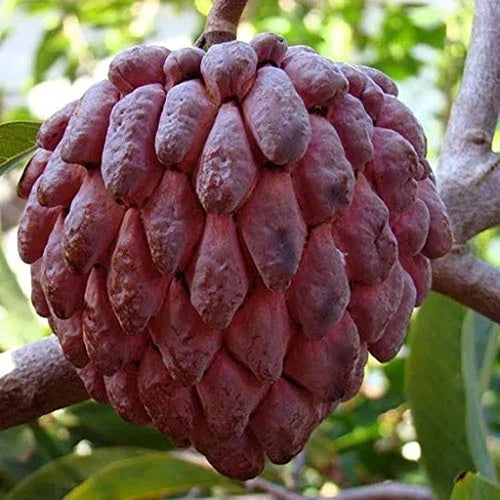 Red Ramphal | Wild Sweetsop Fruit Plant - Naturemart.in