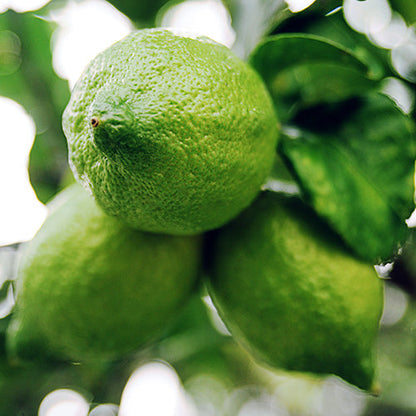 New Gandharaj Lemon  Fruit Plant - Naturemart.in