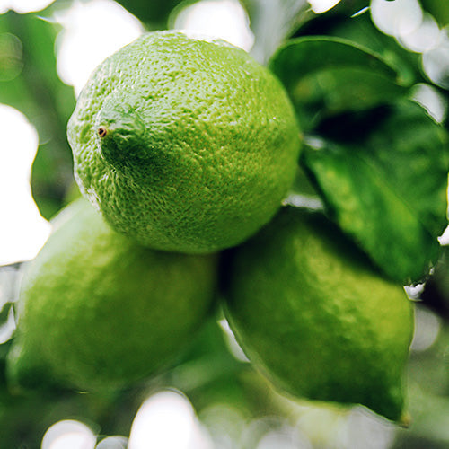 New Gandharaj Lemon  Fruit Plant - Naturemart.in