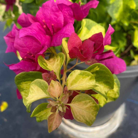 Sunstone red Bougainvillea Flower Plant For Gardening