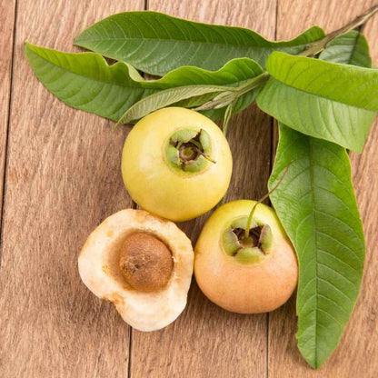 Hybrid Rose Apple PLant For Gardening