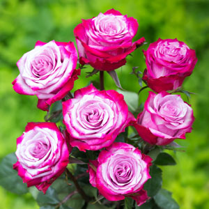 Hybrid Rose  Grafted Plant For Gardening - Naturemart.in