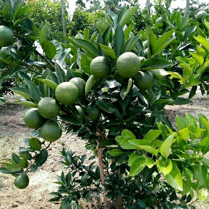 Yellow Malta Orange Plant-Grafted - Naturemart.in