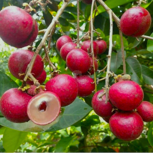 Rubi Ranghon Fruit Plant Grafted - Naturemart.in