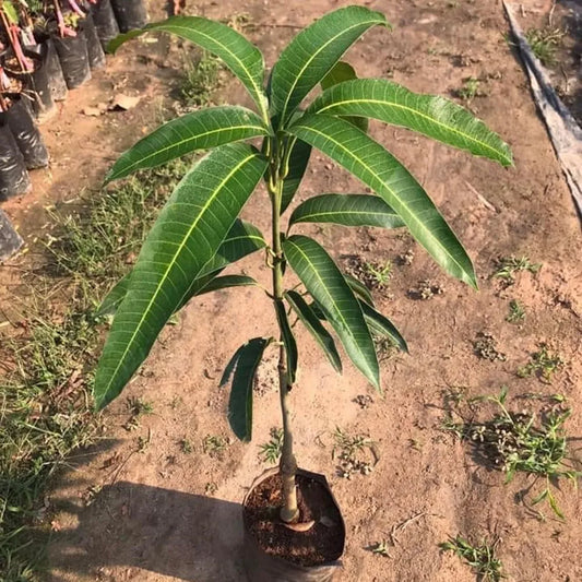 Ivory Red Grafted Mango Plant - Naturemart.in