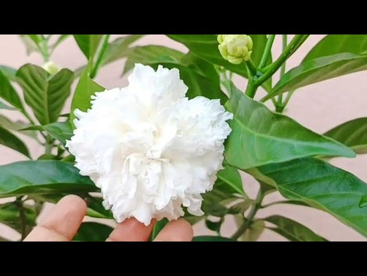 tagar dubble petal flowering plant - Naturemart.in