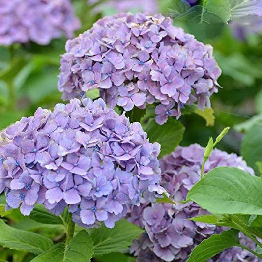 Hybrid Hydrangea Plant - Naturemart.in