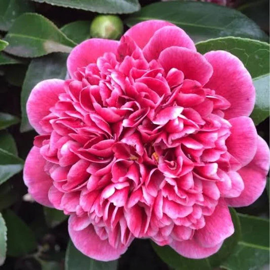 CAMELLIA FLOWERS PLANTS - Naturemart.in