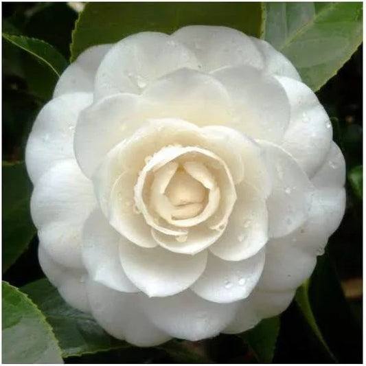 CAMELLIA FLOWERS PLANTS - Naturemart.in