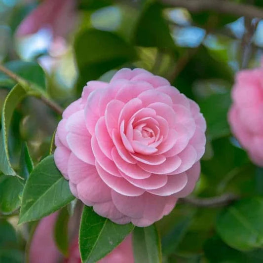 CAMELLIA FLOWERS PLANTS - Naturemart.in