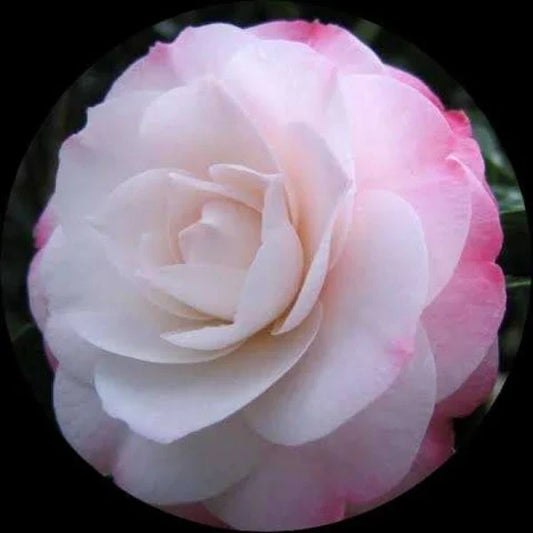 CAMELLIA FLOWERS PLANTS - Naturemart.in