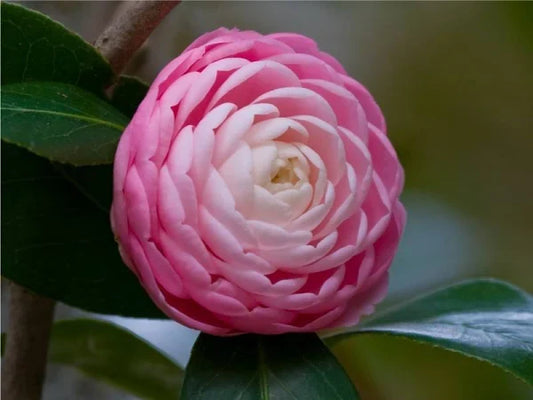 CAMELLIA FLOWERS PLANTS - Naturemart.in