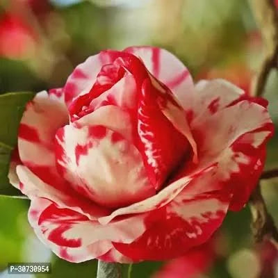 CAMELLIA FLOWERS PLANTS - Naturemart.in