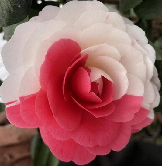 CAMELLIA FLOWERS PLANTS - Naturemart.in