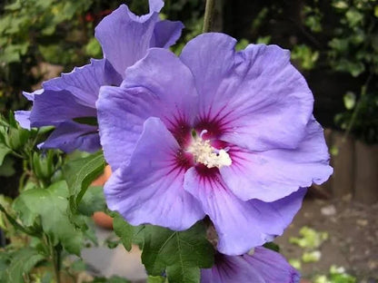 Hybrid Blue Hibiscus Flower Plant - Naturemart.in