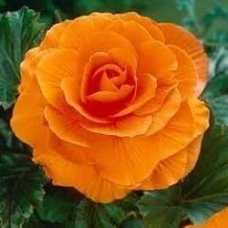 CAMELLIA FLOWERS PLANTS - Naturemart.in