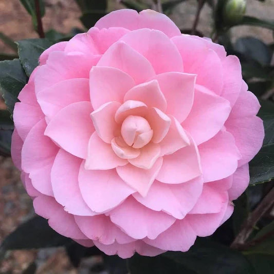 CAMELLIA FLOWERS PLANTS - Naturemart.in