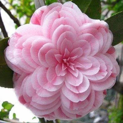 CAMELLIA FLOWERS PLANTS - Naturemart.in