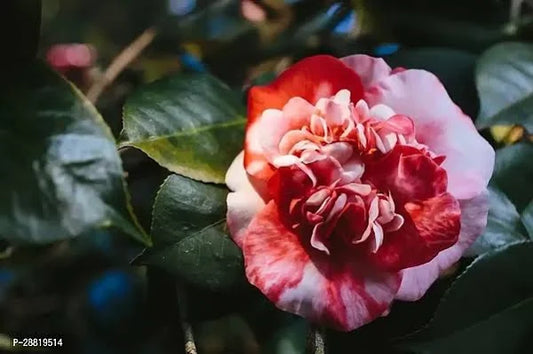 CAMELLIA FLOWERS PLANTS - Naturemart.in